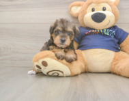 5 week old Mini Schnoodle Puppy For Sale - Simply Southern Pups