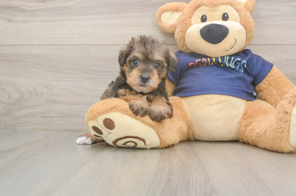 5 week old Mini Schnoodle Puppy For Sale - Simply Southern Pups