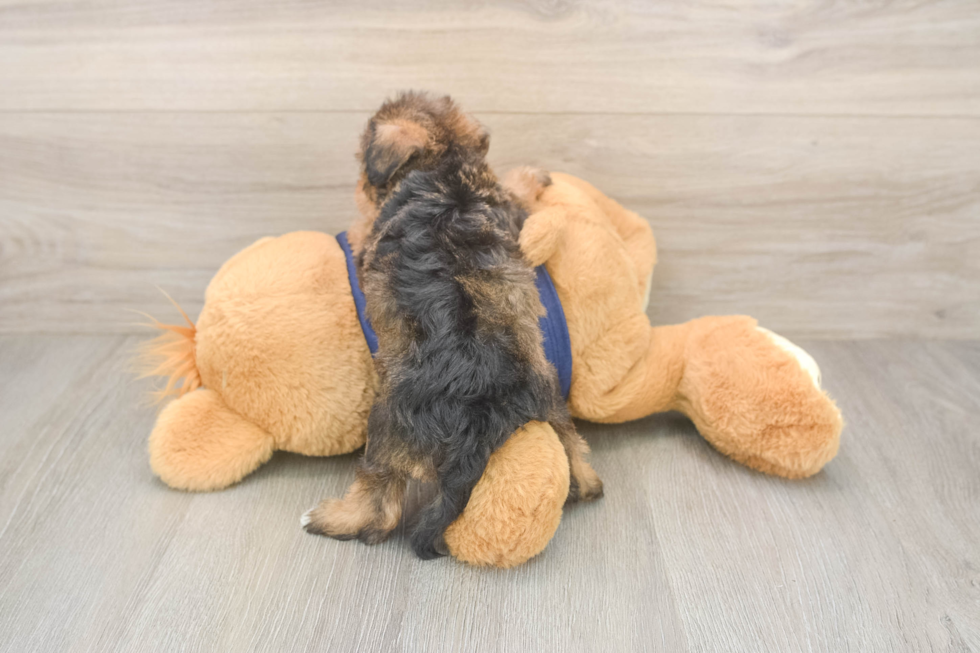 Mini Schnoodle Puppy for Adoption
