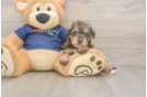 Mini Schnoodle Puppy for Adoption
