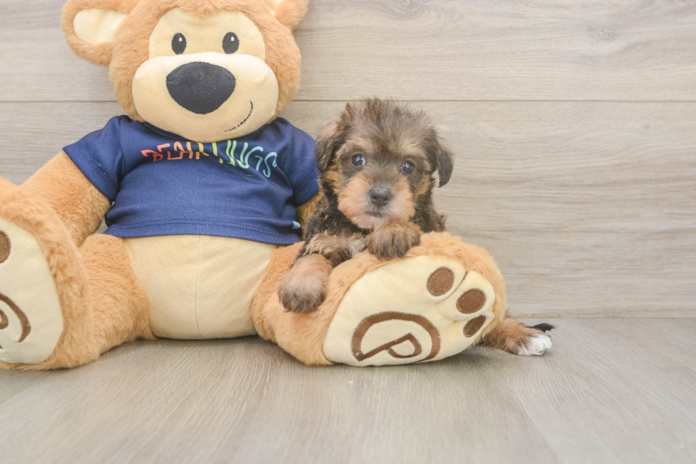 Mini Schnoodle Puppy for Adoption
