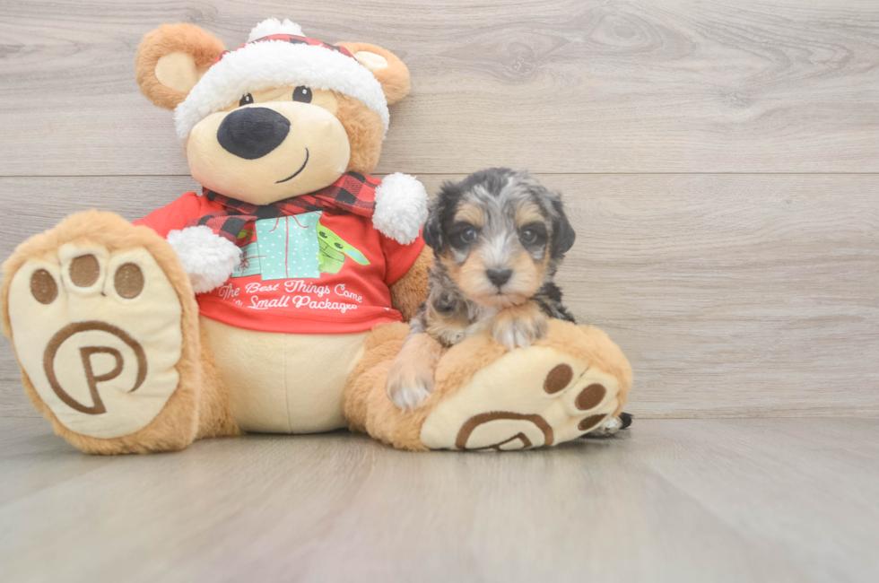 5 week old Mini Schnoodle Puppy For Sale - Simply Southern Pups