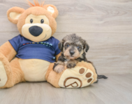 5 week old Mini Schnoodle Puppy For Sale - Simply Southern Pups