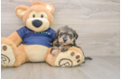 Best Mini Schnoodle Baby