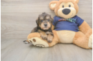 Cute Mini Schnoodle Baby