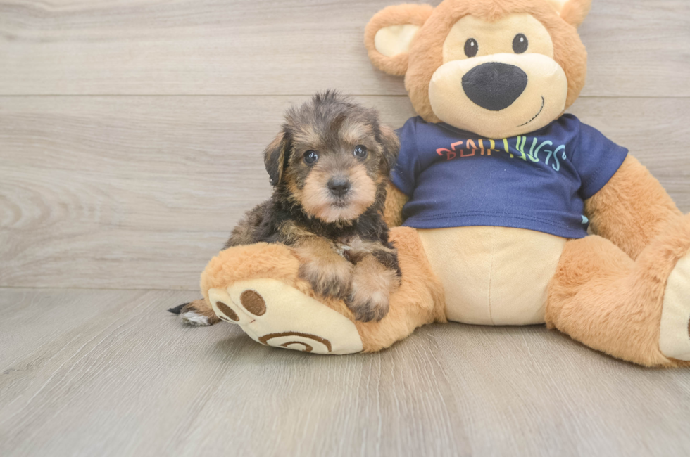 5 week old Mini Schnoodle Puppy For Sale - Simply Southern Pups