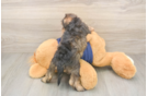 Best Mini Schnoodle Baby