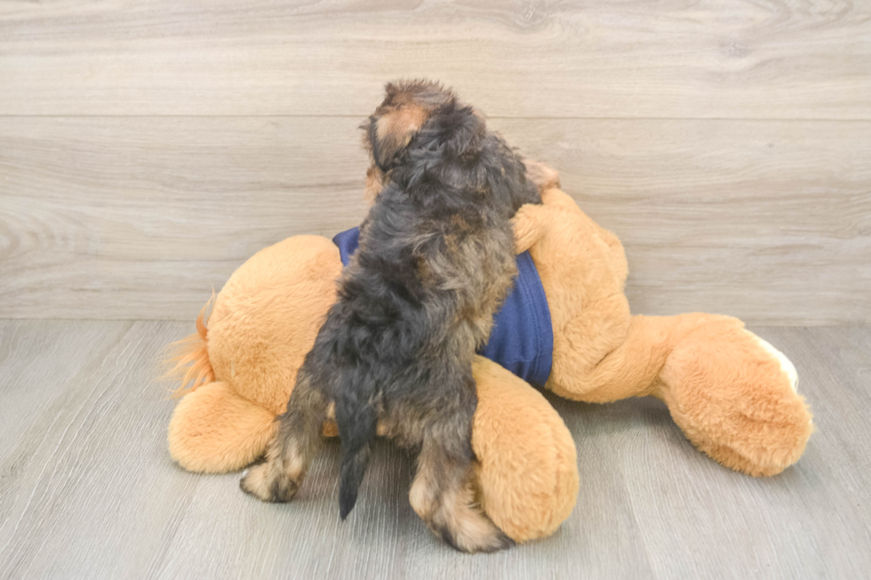 Best Mini Schnoodle Baby