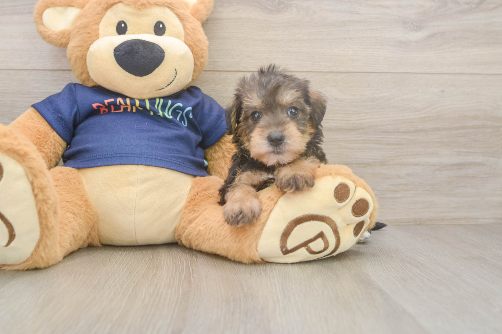 Cute Mini Schnoodle Baby