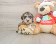 5 week old Mini Schnoodle Puppy For Sale - Simply Southern Pups