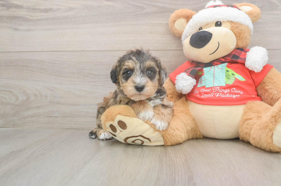 5 week old Mini Schnoodle Puppy For Sale - Simply Southern Pups