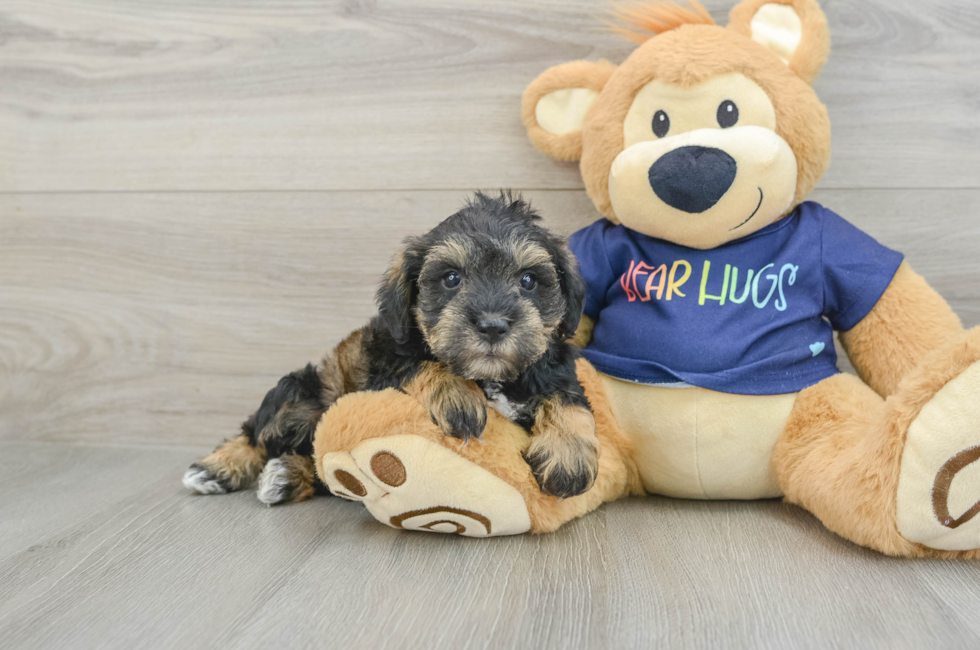 6 week old Mini Schnoodle Puppy For Sale - Simply Southern Pups