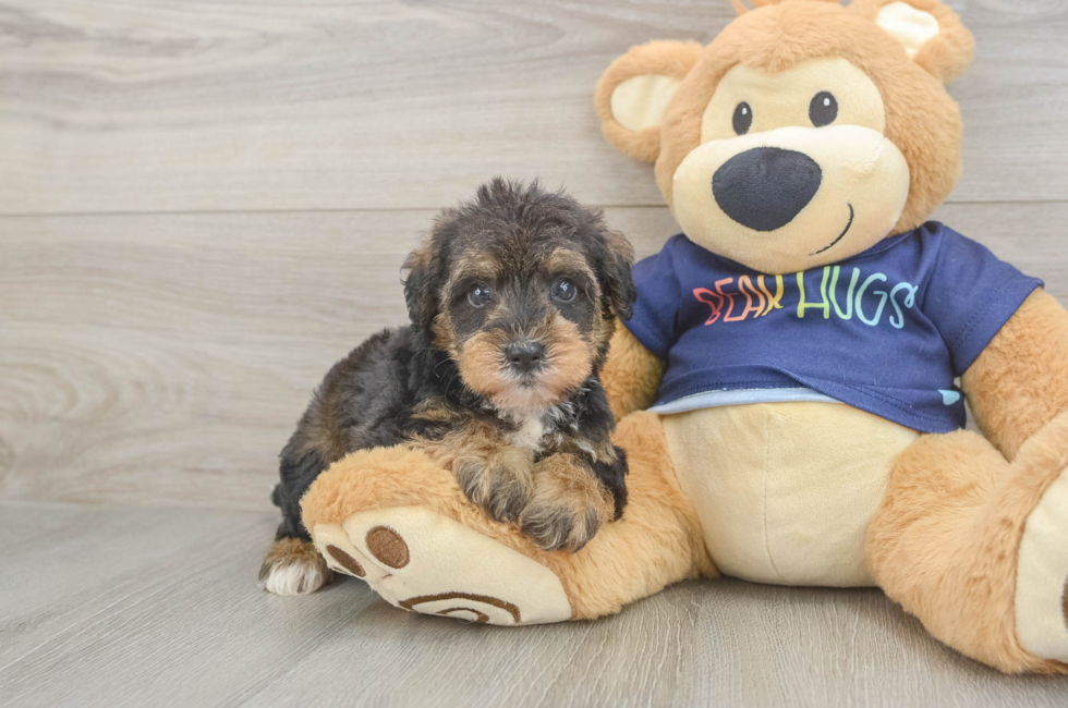 5 week old Mini Schnoodle Puppy For Sale - Simply Southern Pups