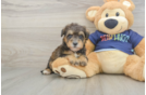 Mini Schnoodle Pup Being Cute