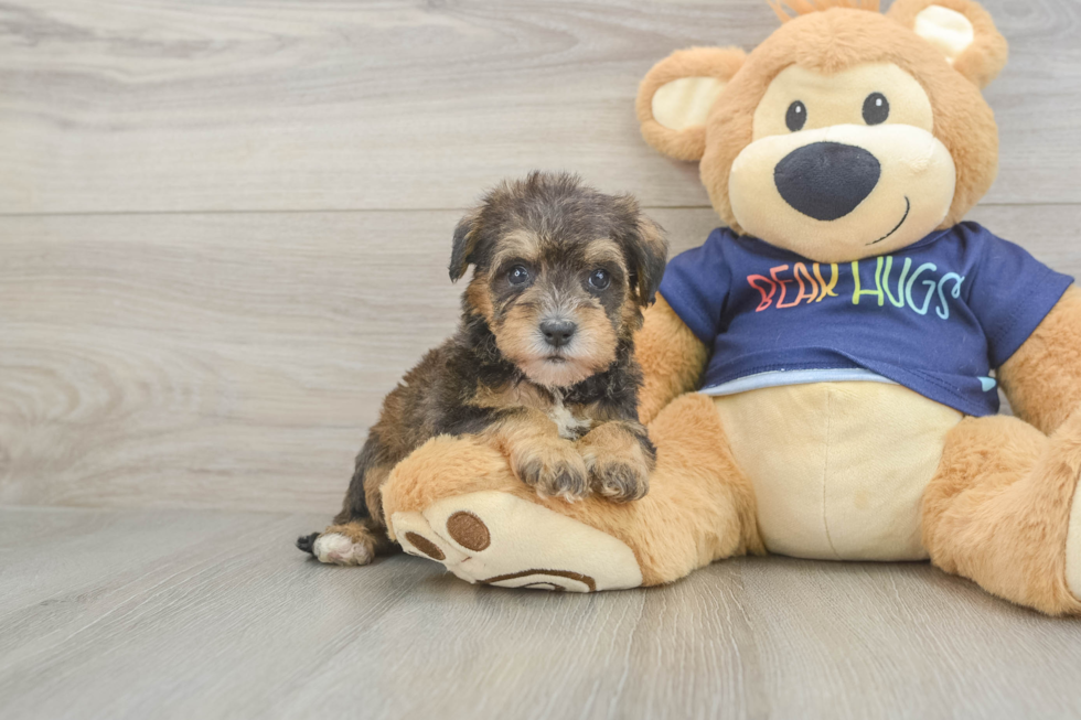 Mini Schnoodle Pup Being Cute