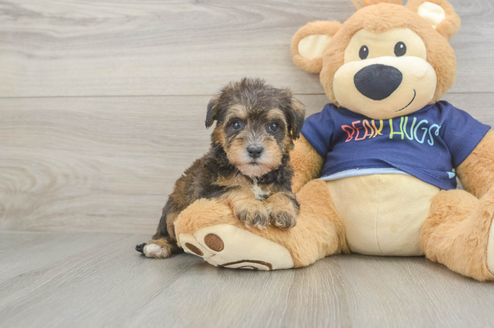 5 week old Mini Schnoodle Puppy For Sale - Simply Southern Pups
