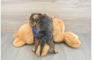 Cute Mini Schnoodle Poodle Mix Pup