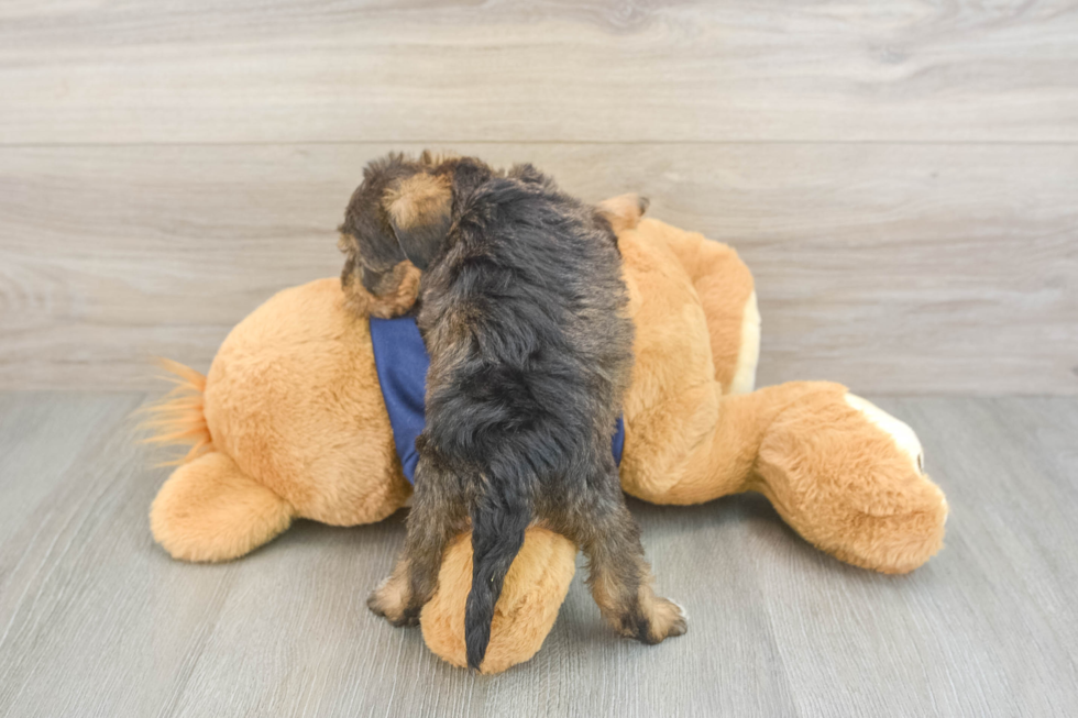 Cute Mini Schnoodle Poodle Mix Pup