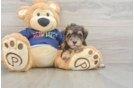 Cute Mini Schnoodle Poodle Mix Pup