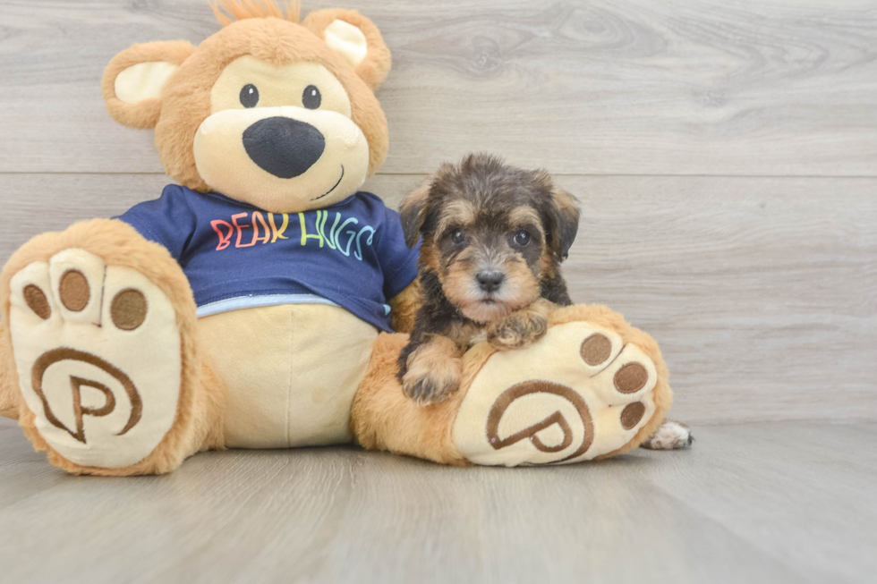 Cute Mini Schnoodle Poodle Mix Pup