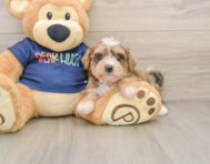 6 week old Mini Schnoodle Puppy For Sale - Simply Southern Pups