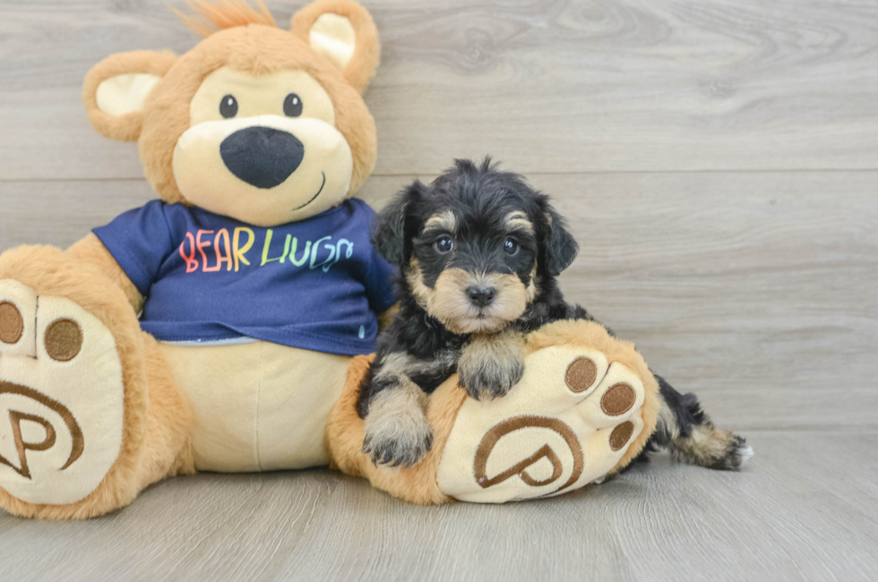 6 week old Mini Schnoodle Puppy For Sale - Simply Southern Pups