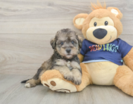 7 week old Mini Schnoodle Puppy For Sale - Simply Southern Pups