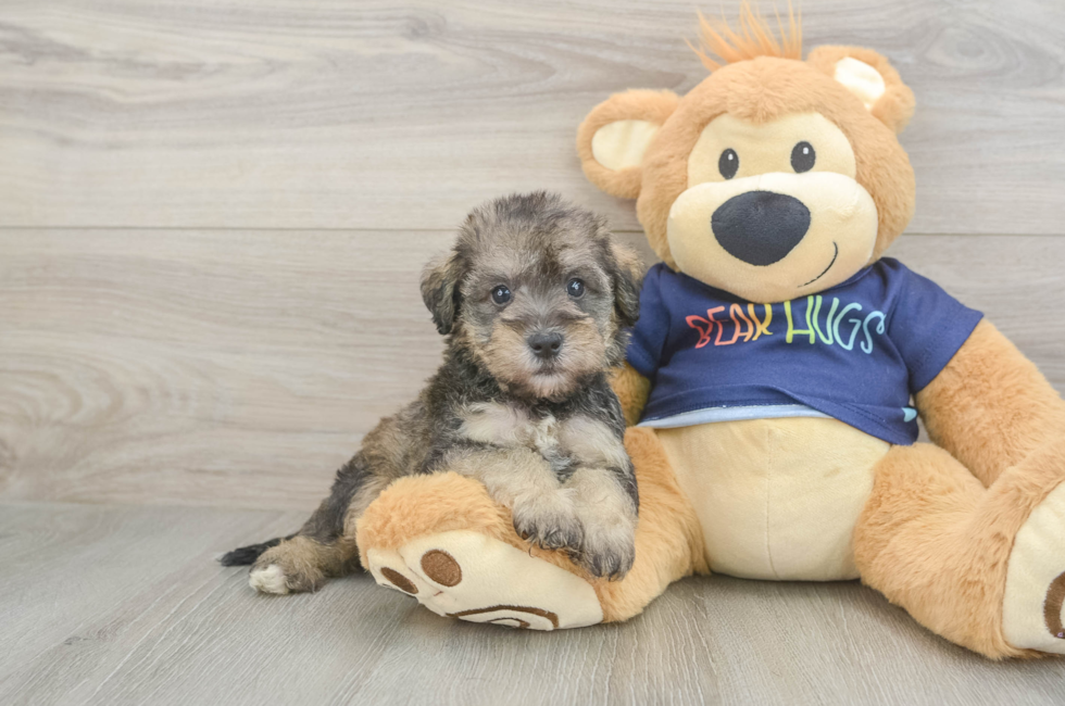 5 week old Mini Schnoodle Puppy For Sale - Simply Southern Pups
