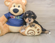 6 week old Mini Schnoodle Puppy For Sale - Simply Southern Pups
