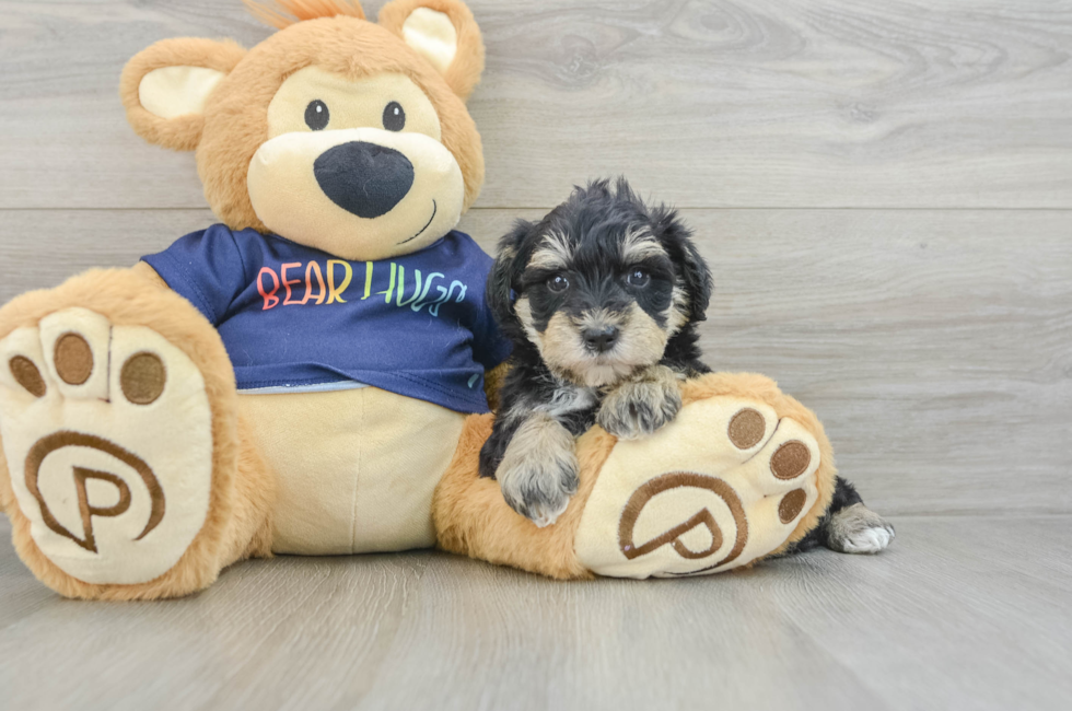 6 week old Mini Schnoodle Puppy For Sale - Simply Southern Pups