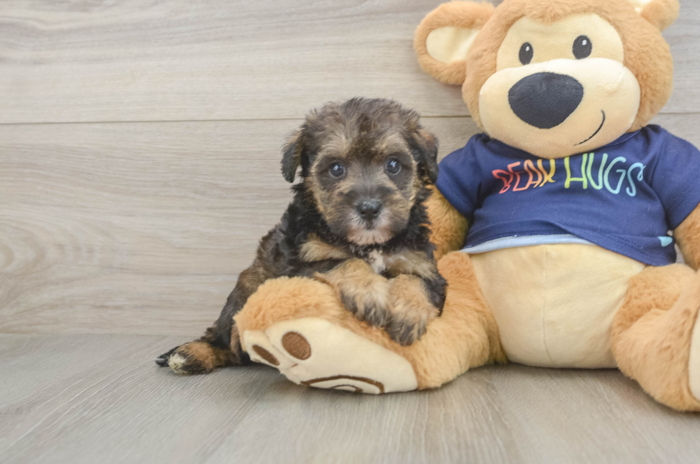 5 week old Mini Schnoodle Puppy For Sale - Simply Southern Pups