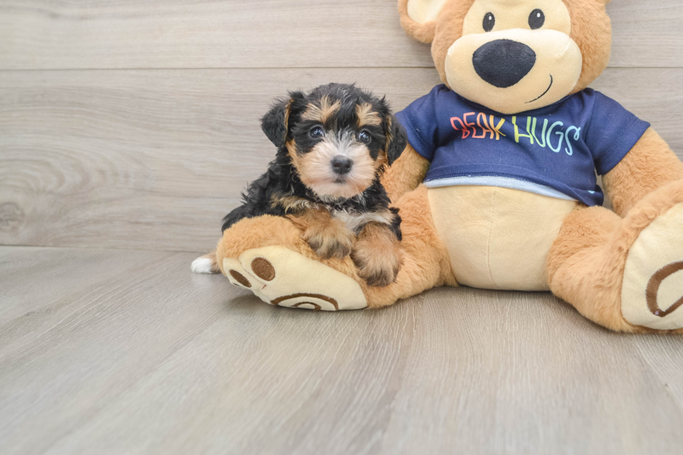Cute Mini Schnoodle Poodle Mix Puppy