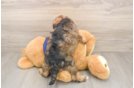 Cute Schnauzer Doodle Poodle Mix Puppy