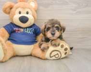 7 week old Mini Schnoodle Puppy For Sale - Simply Southern Pups