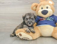 7 week old Mini Schnoodle Puppy For Sale - Simply Southern Pups