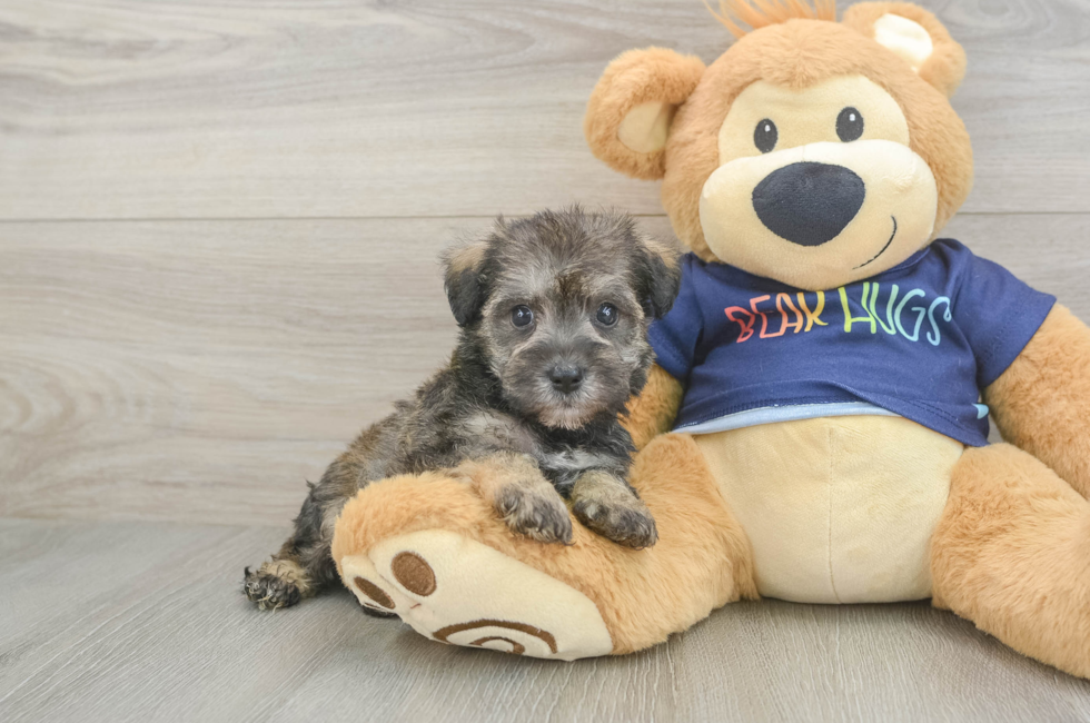5 week old Mini Schnoodle Puppy For Sale - Simply Southern Pups