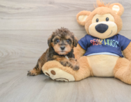 7 week old Mini Schnoodle Puppy For Sale - Simply Southern Pups