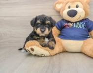 6 week old Mini Schnoodle Puppy For Sale - Simply Southern Pups