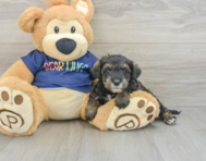 7 week old Mini Schnoodle Puppy For Sale - Simply Southern Pups
