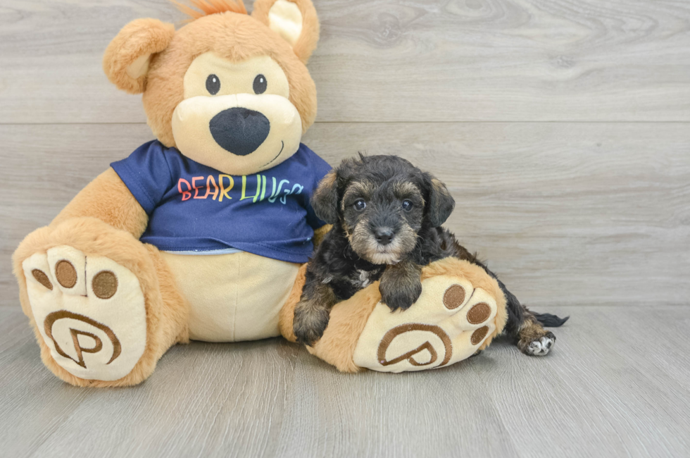 6 week old Mini Schnoodle Puppy For Sale - Simply Southern Pups