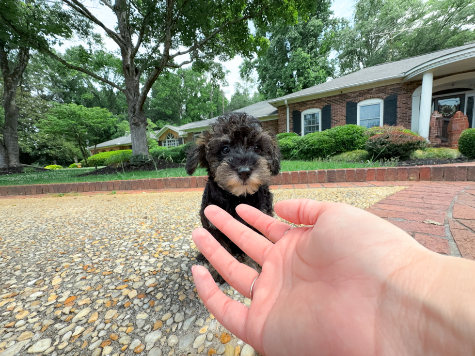 Mini Schnoodle Pup Being Cute