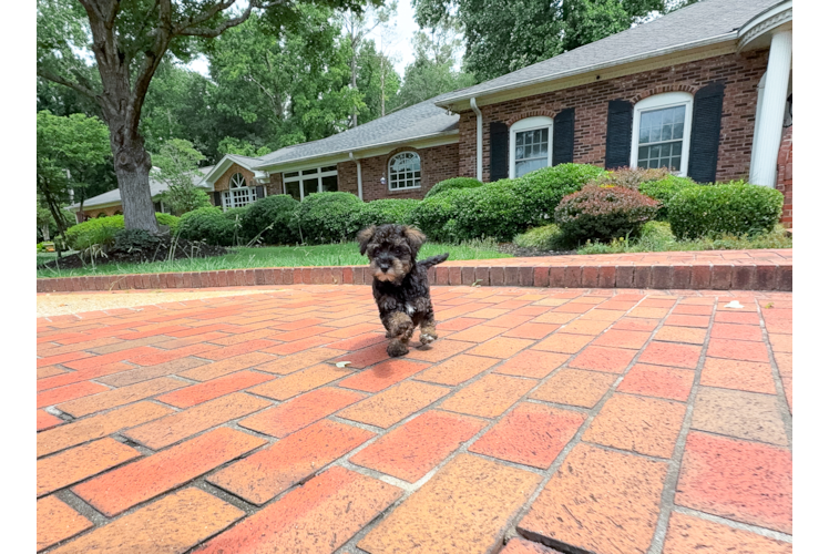 Mini Schnoodle Puppy for Adoption