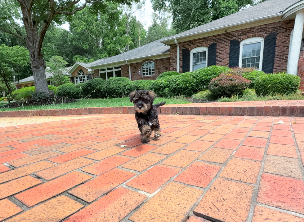 Mini Schnoodle Puppy for Adoption