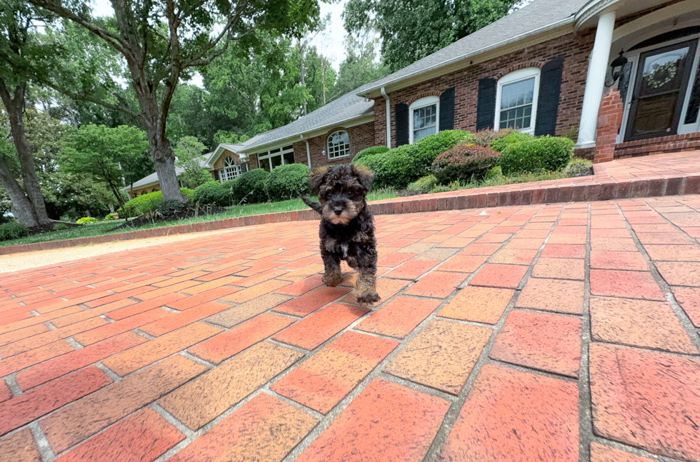 Mini Schnoodle Puppy for Adoption
