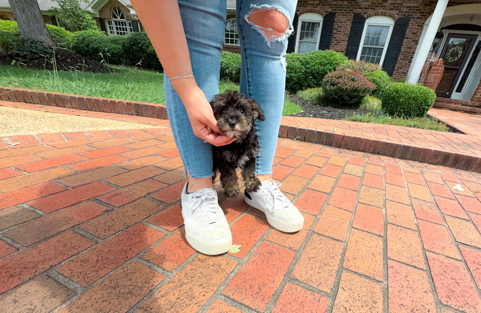 Cute Mini Schnoodle Poodle Mix Puppy