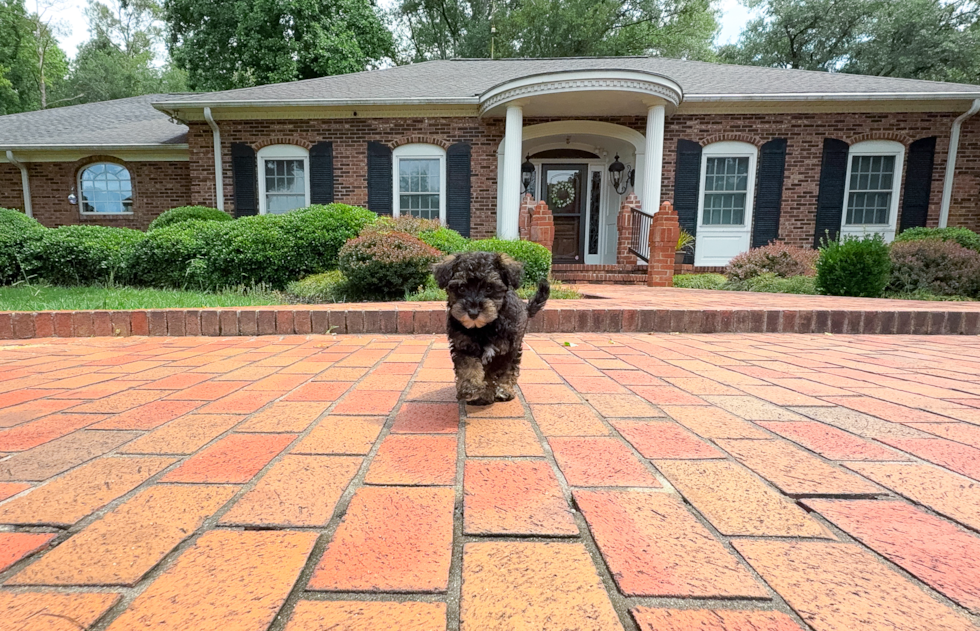 Cute Mini Schnoodle Baby