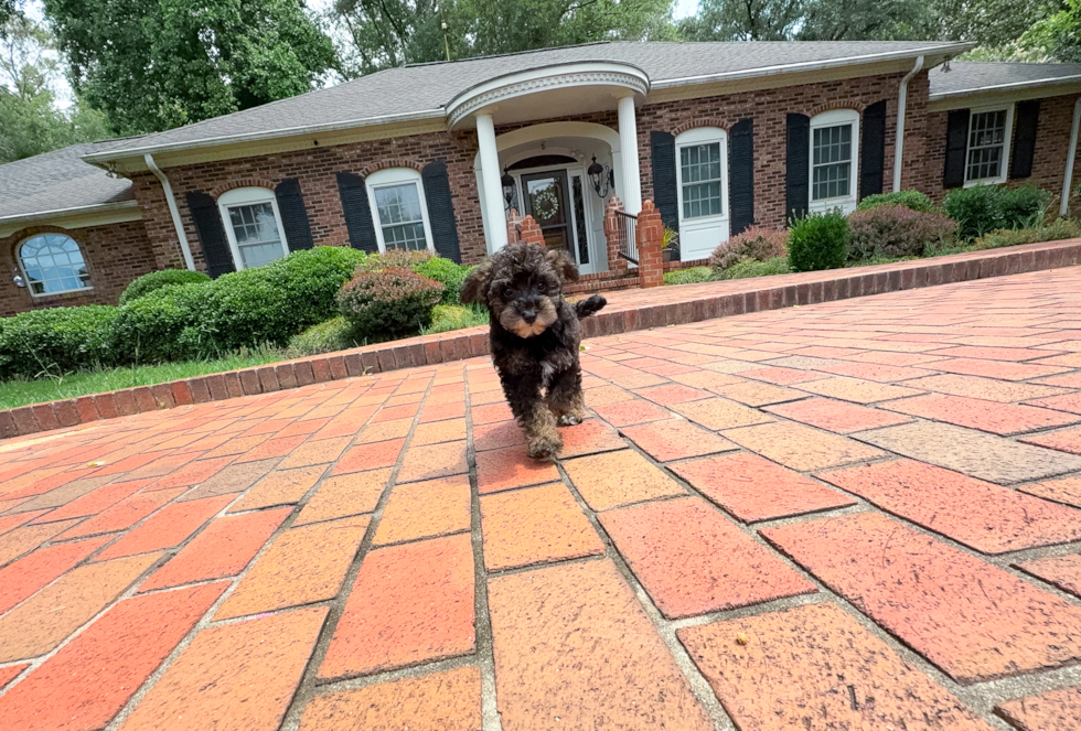 Cute Mini Schnoodle Poodle Mix Pup