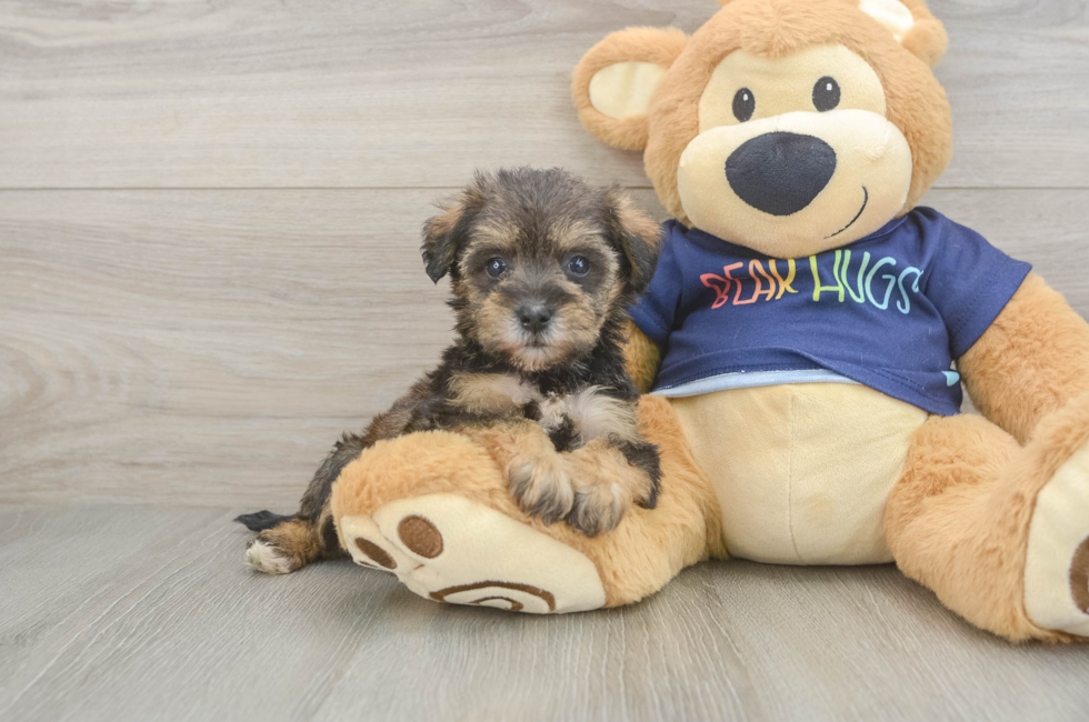 5 week old Mini Schnoodle Puppy For Sale - Simply Southern Pups