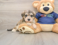 7 week old Mini Schnoodle Puppy For Sale - Simply Southern Pups