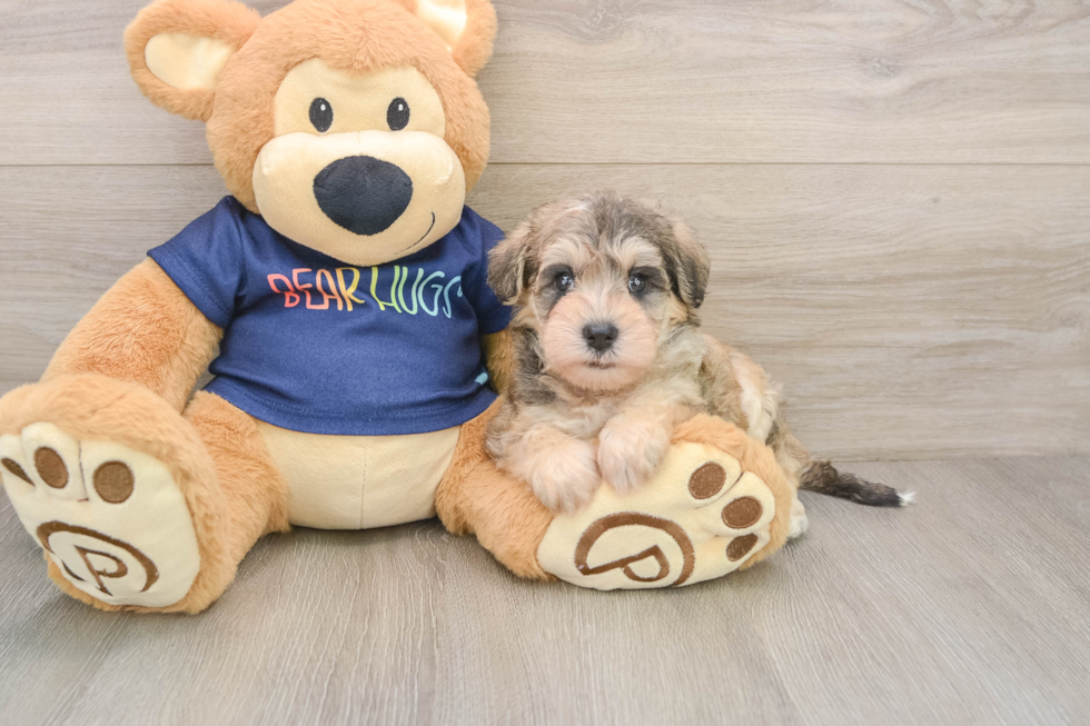 Cute Schnauzer Doodle Poodle Mix Puppy